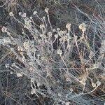 Image result for Helichrysum globosum