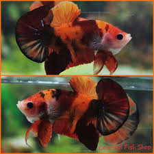 Live Betta Fish A Grade Orange Nemo Tiger Koi Galaxy Hmpk Halfmoon Plakat Betta Fish Betta Koi Betta