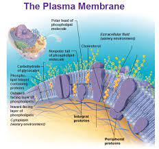 Plasma Membrane Science Cells Human Anatomy And Physiology Science Biology