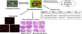 Image result for Synaptolepis alternifolia