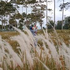 Sejarah tempat wisata candi pringapus temanggung. Taufika Hidayati P On Twitter Shocking Pink Candi Pringapus Ngadirejo Https T Co 97pypgzkxy