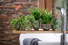 Having plants in your bathroom is not only possible, but is also an excellent way to dress up your in fact, there are lots of plants that do well in the bathroom than in other areas of your home because. The Best Plants To Put In Your Bathroom Metro News