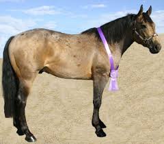A buckskin horse will typically have a pale cream to golden tan body colour (the colour of buck skin leather) with black points (mane/tail and legs). Buckskin Roan Quarter Horse Stallion