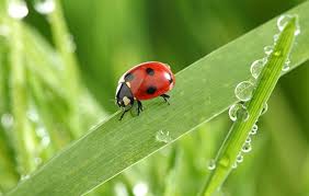 Spring touch lawn and pest control saint peter •. Spring Touch Lawn Pest Control Mankato Mn 1st Application Free