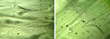 A chip + a few very small chips on surface. Moldavites Natural Or Fake Gems Gemology