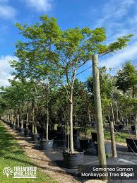 Image result for Samanea saman