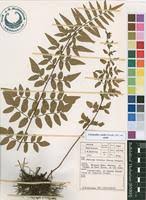 Image result for Cheilanthes viridis