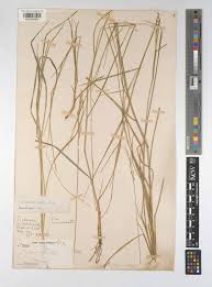 Image result for Eriochloa fatmensis