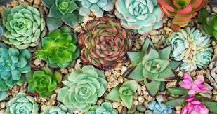 Money back guarantee · featured collections · returns made easy Black Spots On Succulents Identification Reasons Cure Today S Gardener