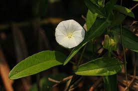 Image result for Aniseia martinicensis