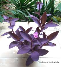 We did not find results for: Cara Perawatan Perbanyakan Tanaman Hias Tradescantia Pallida