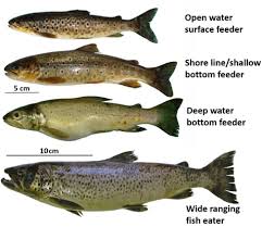 Maybe you would like to learn more about one of these? New Type Of Brown Trout Found In Species Rich Loch Bbc News