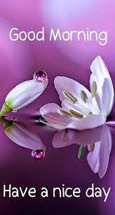 Lavender Flower Morning Image Days Morning Good Morning Good Morning Images Good Morning Saturday Good Morning Flowers Morning Images