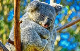 If you would like to share feedback with us about pricing, delivery or other customer service issues, please contact customer service directly. Where To See A Koala In Australia Best Places To View Koala Bears