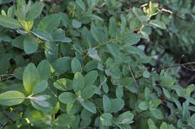Image result for Spiraea billardii
