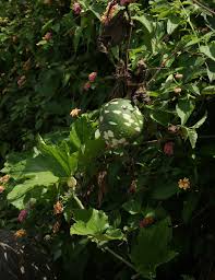 Image result for Lagenaria sphaerica