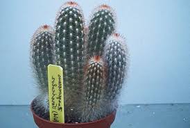 There are some species of cactus that live in the rainforest. Indoor Plants Haageocereus Desert Cactus Growing And Care Photo Characteristics And Planting