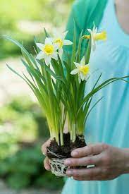 Pin By Bonnie Tallo On Aqua Lemon Spring Garden Daffodils Spring Blossom