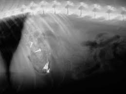 Learn about cat x ray costs and important facts about them. Gastrointestinal Foreign Bodies Fb In Dogs And Cats Medvet