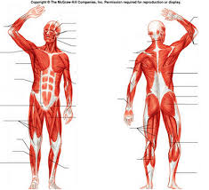The longissimus muscle is the intermediate and the largest of the three columns. Physical Education Back Muscles Diagram Quizlet