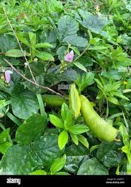 Image result for Canavalia cathartica