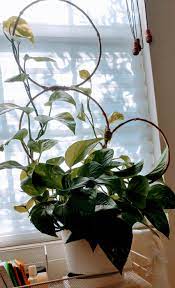 See more ideas about trellis, garden trellis, garden design. Made A Trellis For My Pothos To Climb Houseplants