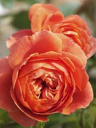 Maybe you would like to learn more about one of these? Rose Summer Song English Roses Beautiful Flowers Rose