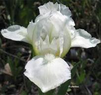SdbChalkMark < Sdb < Iris Wiki