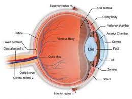 Billedresultat For Arteria Centralis Retina Eye Anatomy Eye Health Eye Doctor
