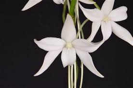 Image result for Aerangis stelligera