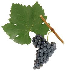 Syrah (Shiraz)