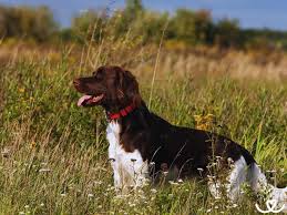 Image result for Velký münsterlandský ohař