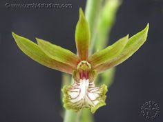 Image result for Eulophia arenicola