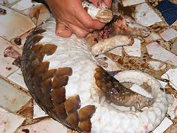 However, pangolin scales are made of keratin, the same material that makes human fingernails and hair, and have no proven medicinal value. Proceedings Of The Workshop On Trade And Conservation Of Pangolins Native To South And Southeast Asia Wildlife Trade Report From Traffic