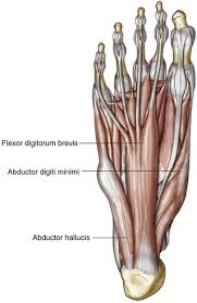 Approximately 50% of cases of clubfoot affect both feet. Foot And Ankle Clinical Gate