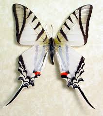 Black And White Striped Insect With Wings This Item Is Unavailable Butterfly Swallowtail Butterfly Beautiful Butterflies