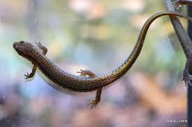 Image result for Nesaea linearis