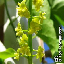 Image result for Tinospora fragosa
