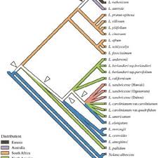 Image result for Lycium pilifolium