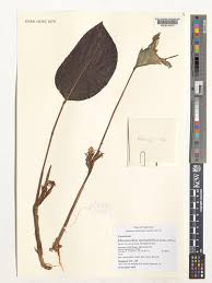 Image result for Marantochloa purpurea