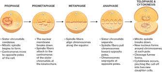 During interphase, a cell grows larger. Phases Of The Cell Cycle Course Hero