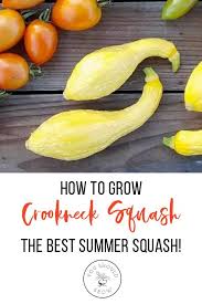 Growing Crookneck Squash The Best Summer Squash You Should Grow Crookneck Squash Organic Vegetables Organic Gardening Tips