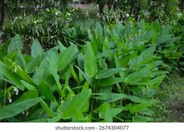 Image result for Thalia geniculata