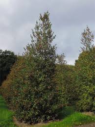 Holly is dioecious, meaning that its male and female plants occur on separate trees. Ilex Aquifolium Common Holly Deepdale Trees
