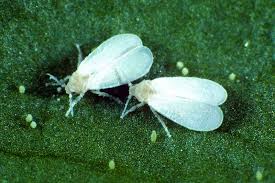 There are numerous pests that affect various species of plants in different environments. Identify And Control 7 Common Christmas Cactus Pests Gardener S Path