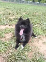 A pomeranian from primarily show lines, with a lot of champions in the pedigree, or one that is competitive in dog shows, is going to typically be. What Is It Like To Own A Pomeranian Quora