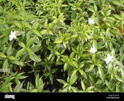 Image result for Tabernaemontana eglandulosa