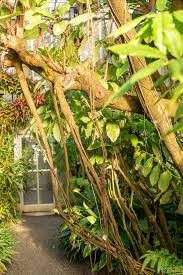 Image result for Ficus saussureana