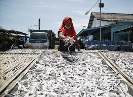 Buat di alang tahun, belayar di luar musim. Olahan Ikan Kering Jadi Ladang Bisnis Perempuan Pesisir Demak