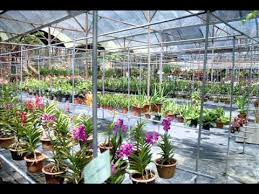 .strawberry leisure farm, genting highlands: Genting Highland Strawberry Leisure Farm Youtube